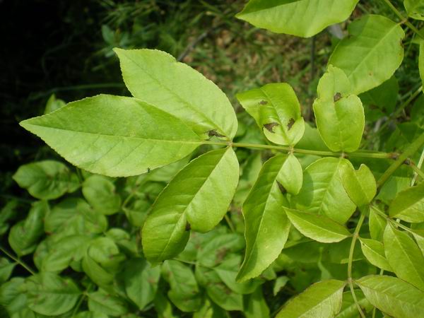 Orniello? si, Fraxinus ornus